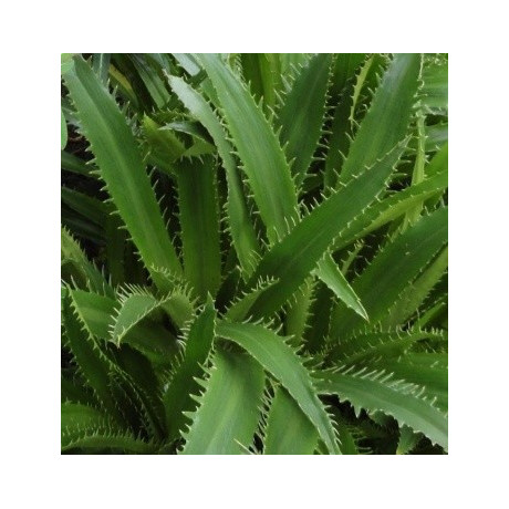 ERYNGIUM agavifolium 10 semen