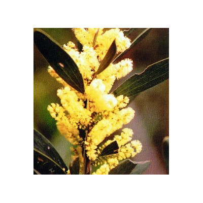 ACACIA sophorae 15 semen