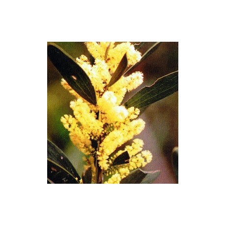 ACACIA sophorae 15 semen