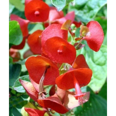 HOLMSKIOLDIA sanguinea 3 semena