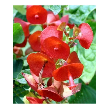 HOLMSKIOLDIA sanguinea 3 semena