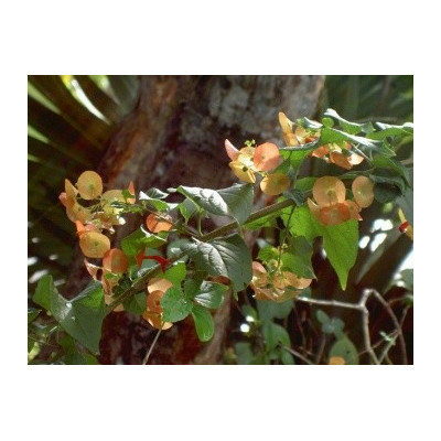 HOLMSKIOLDIA sanguinea 3 semena