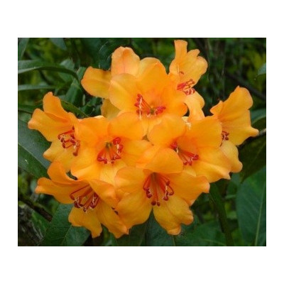 RHODODENDRON javanicum Orange (porce)