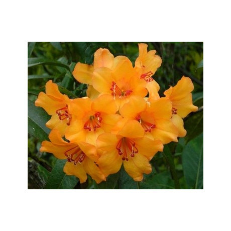 RHODODENDRON javanicum Orange (porce)