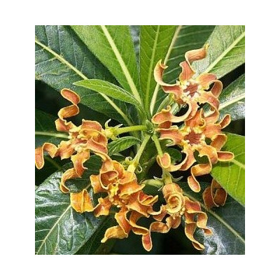 STROPHANTHUS boivinii 2 semena