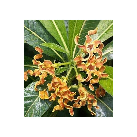 STROPHANTHUS boivinii 2 semena