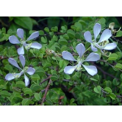 BAUHINIA grandidieri "Modrý orchidejový strom" 1 semeno 