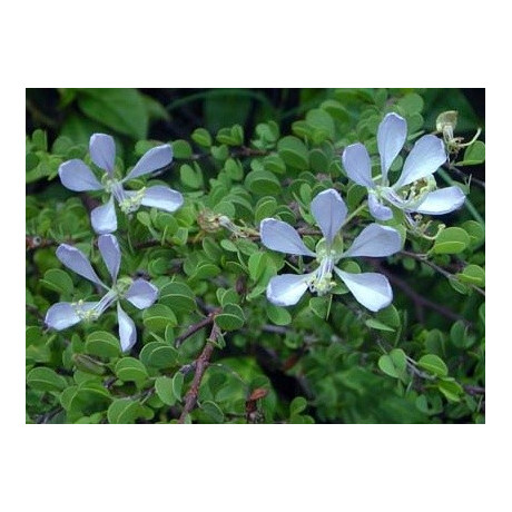 BAUHINIA grandidieri "Modrý orchidejový strom" 1 semeno 