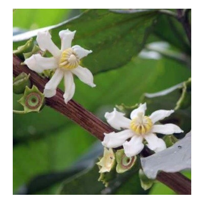 BELLUCIA pentamera "Coronillo" 30 semen