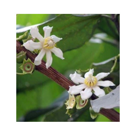 BELLUCIA pentamera "Coronillo" 30 semen