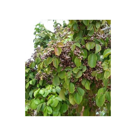 BISCHOFIA javanica 15 semen