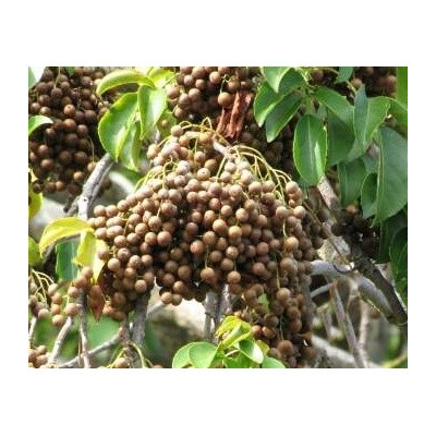 BISCHOFIA javanica 15 semen