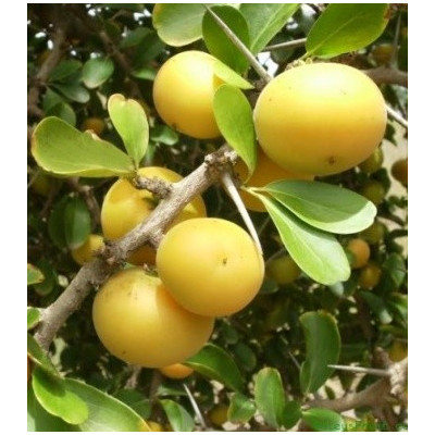 DOVYALIS caffra 3 semena