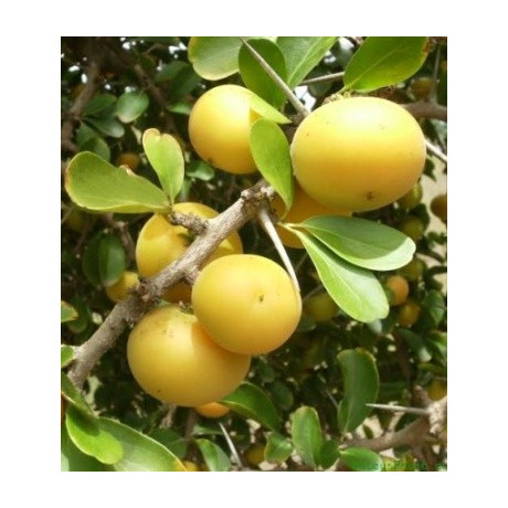 DOVYALIS caffra 3 semena