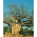 ADANSONIA digitata“Baobab” 2 semena