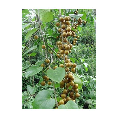 ODONTOCARYA perforata 2 semena