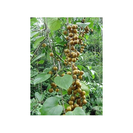 ODONTOCARYA perforata 2 semena