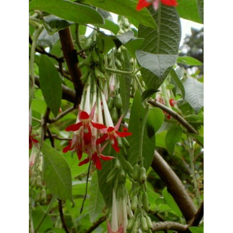 FUCHSIA boliviana White 30 semen