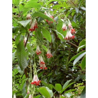 FUCHSIA boliviana White 30 semen