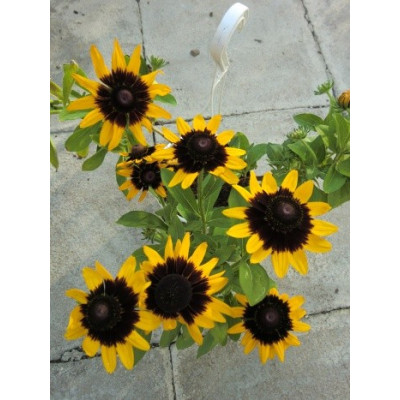 RUDBECKIA hirta Sonora 25 semen