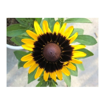 RUDBECKIA hirta Sonora 25 semen