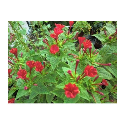 MIRABILIS jalapa rubra 12 semen