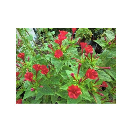 MIRABILIS jalapa rubra 12 semen