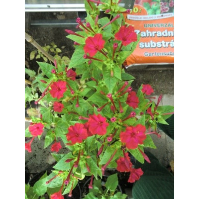 MIRABILIS jalapa rubra 12 semen