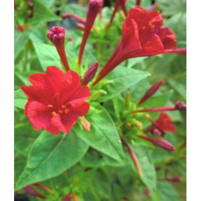 MIRABILIS jalapa rubra 12 semen