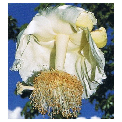 ADANSONIA digitata“Baobab” 2 semena