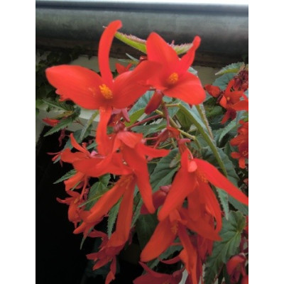 BEGONIA boliviensis (porce)
