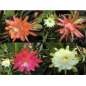 PHYLLOCACTUS - Epiphyllum mix 10 semen