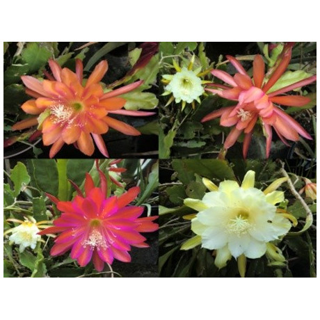 PHYLLOCACTUS - Epiphyllum mix 10 semen