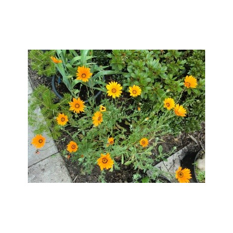 DIMORPHOTHECA sinuata "Africká kopretina" 25 semen  