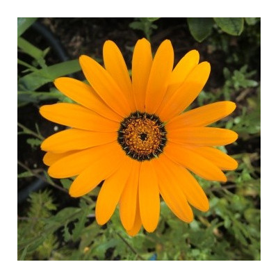 DIMORPHOTHECA sinuata "Africká kopretina" 25 semen  