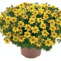 BIDENS ferulifolia Yellow Charm 20 semen