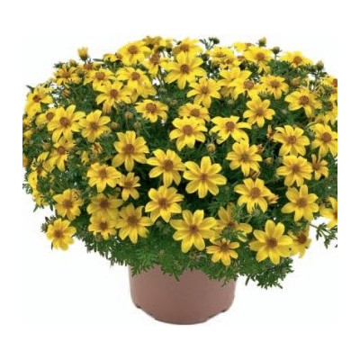 BIDENS ferulifolia Yellow Charm 20 semen