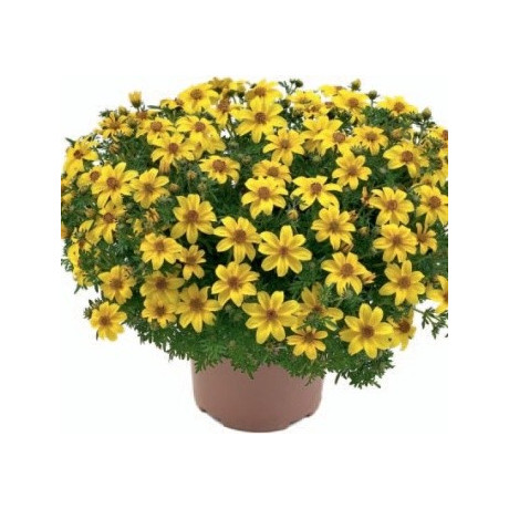 BIDENS ferulifolia Yellow Charm 20 semen