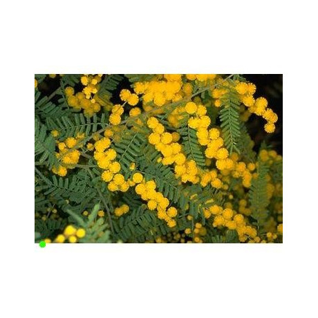 ACACIA cardiophylla "West Wyalong Wattle" 20 semen