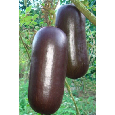 SICANA odorifera Chocolate 3 semena