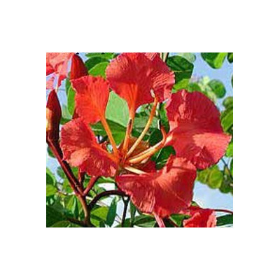 BAUHINIA galpinii "Pýcha Kapska" ( syn. B. punctata)  3 semena