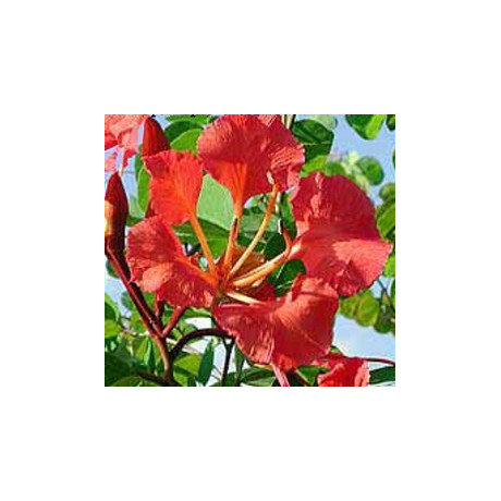 BAUHINIA galpinii "Pýcha Kapska" ( syn. B. punctata)  3 semena