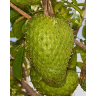 ANNONA muricata "Soursop" 5 semen