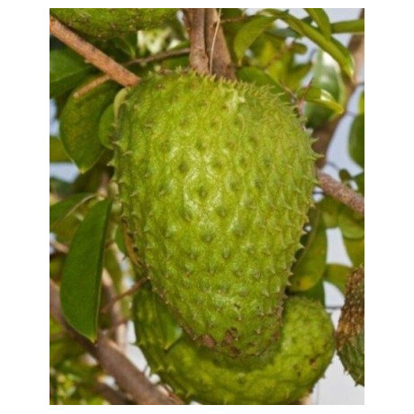ANNONA muricata "Soursop" 5 semen