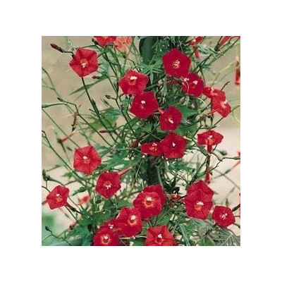 IPOMOEA x multifida 8 semen