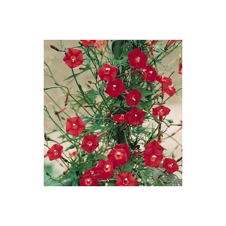 IPOMOEA x multifida 8 semen