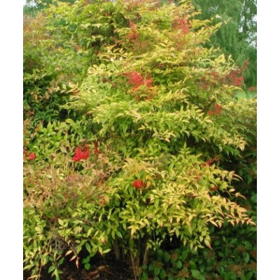 NANDINA domestica 8 semen