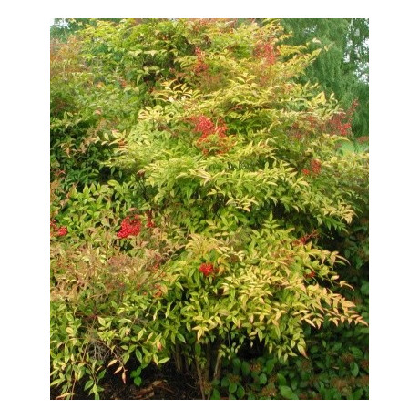 NANDINA domestica 8 semen