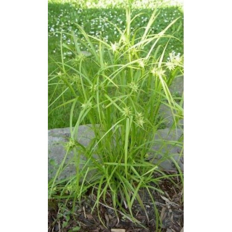 CAREX grayi 10 semen