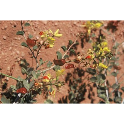 ADENOLOBUS pechuellii 5 semen